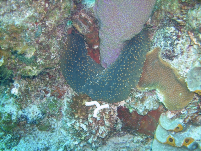  fondale marino 
